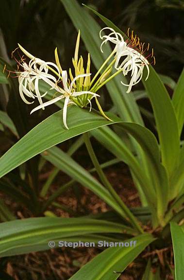 crinum asiaticum 1 graphic